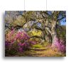 Live oak trees in morning sunlight Canvas Print or Poster