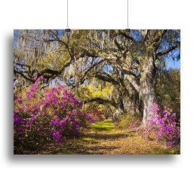 Live oak trees in morning sunlight Canvas Print or Poster (Type: Standard Framed Canvas Print, size: 16" x 12" / 42cm x 30cm (approx))